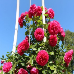 rosa_pletistaya_maritim1