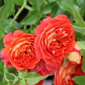 rosa_pletistaya_starlet_rosa_karmen