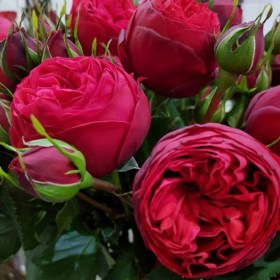 rosa_red_piano