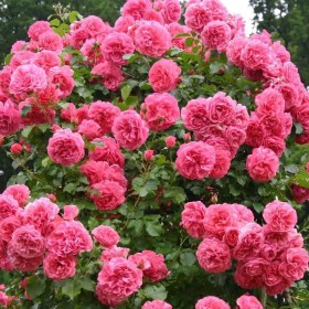 rosa_rosarium_utersen82