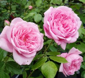 rosa_sweet_laguna