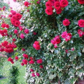 rosa_sympathie