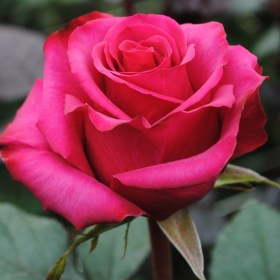 rosa_topaz