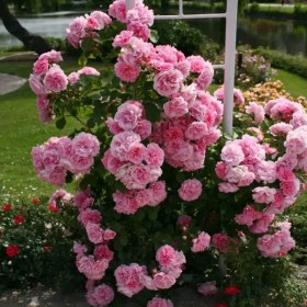 rosa_utersen_roseprincess1