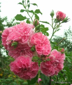 rosa_utersen_roseprincess