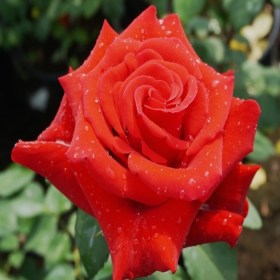 rosa_valentino55