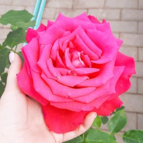 rose-duf-raush