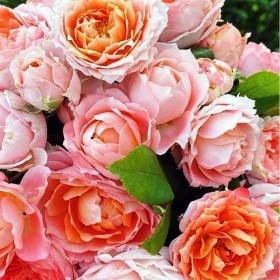 rose-princess-sakura