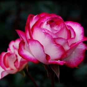 rose_atlas1