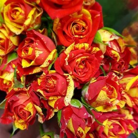 rose_bordyur_zheltaya_red