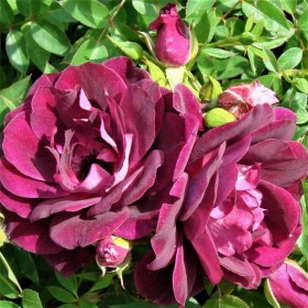 rose_burgundy-stamb6445