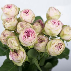 rose_cream_sprey_pion