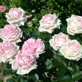 rose_myriam2