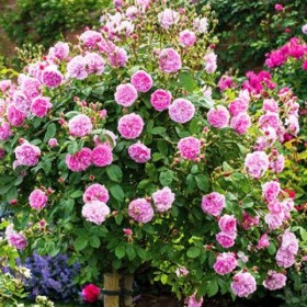 rose_myriam3