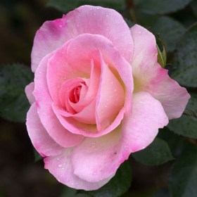 rose_pink_big