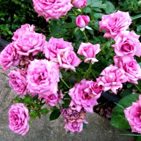 rose_silver_juel
