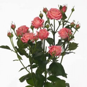rose_sweet_babls