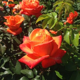 rose_vudu