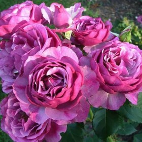 rose_waild_blue_yonder