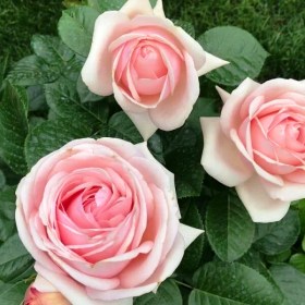 roses-aphrodite