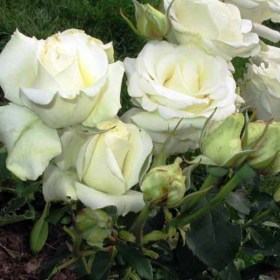 roses-bianka