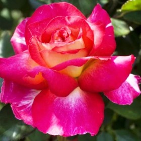 roses-bolchoi