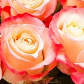roses-bridgestone