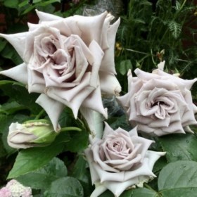 roses-chateau-myrtille
