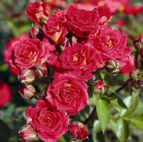 roses-chili-klementin