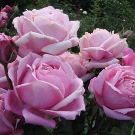 roses-dieter-muller