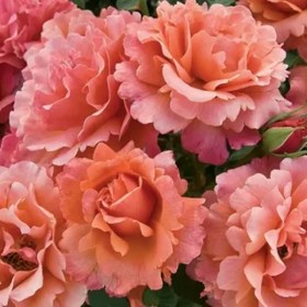 roses-easy-does-It