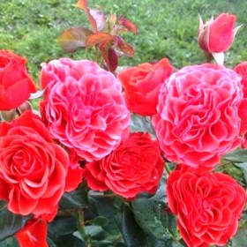 roses-eclat-de-corail