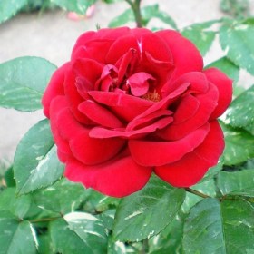 roses-eli-semun