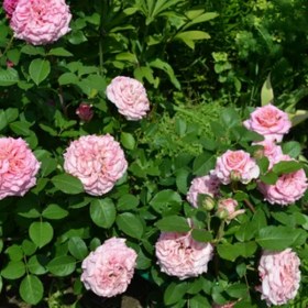 roses-eshli