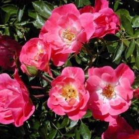 roses-fuksiya