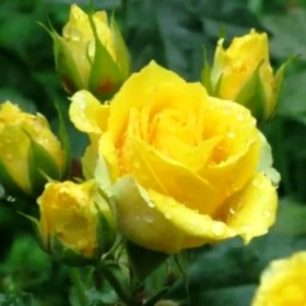 roses-gelb-apolo