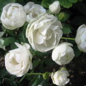 roses-globus