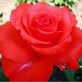 roses-goldstern-perle