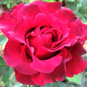 roses-hommage-barbara