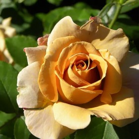 roses-honey-dijon