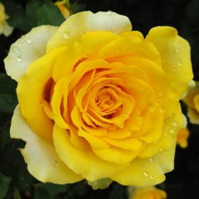 roses-iIlios
