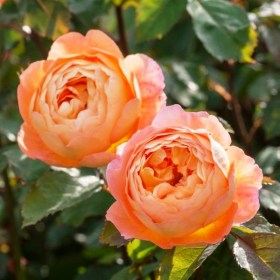 roses-ledy-gamilton