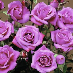 roses-lilac