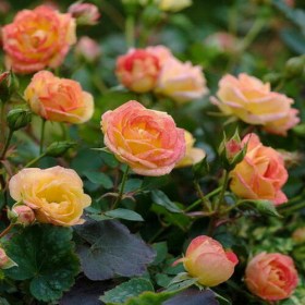 roses-little-sanset