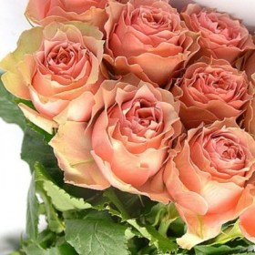 roses-lois-lLane