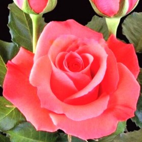 roses-manitou