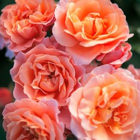 roses-marie-curie