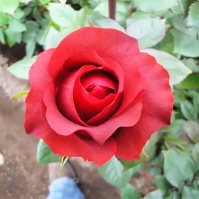 roses-mathilde