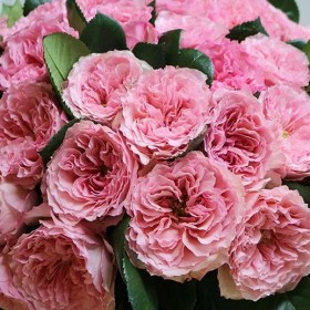 roses-mayra