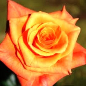 roses-milva
